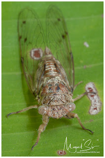 Cicada / Cigarra (Cicadidae)