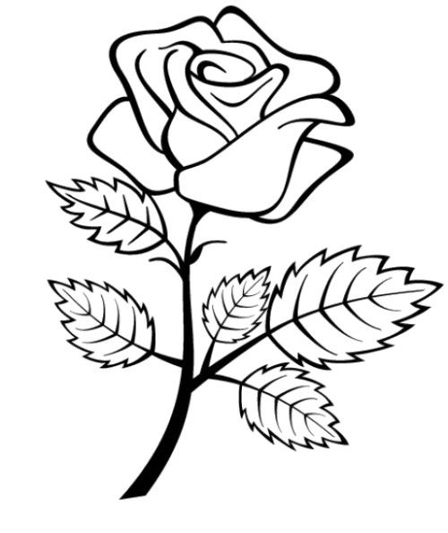 الطب الشرعي مرفوض الزواحف  اجمل صورة — وردة للتلوين وأجمل صور الزهور والورود للتلوين
