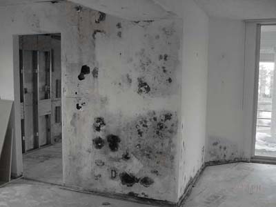 Castellano A C Services Good Mold Vs Bad Toxic Black Mold