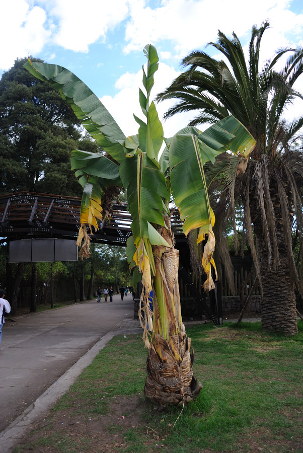 EcuadorLife The Banana Tree