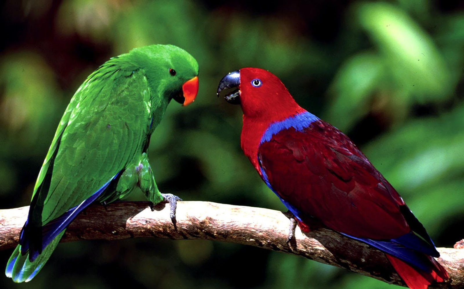 CRIAÇÃO DE ANIMAIS: Criação do Papagaio Ecletus (Eclectus roratus)