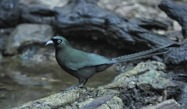 harga burung murai batu papua