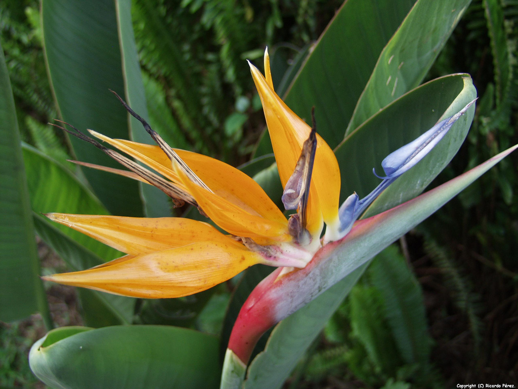 Cartacuba: ¿Conocía usted la Flor Pájaro?