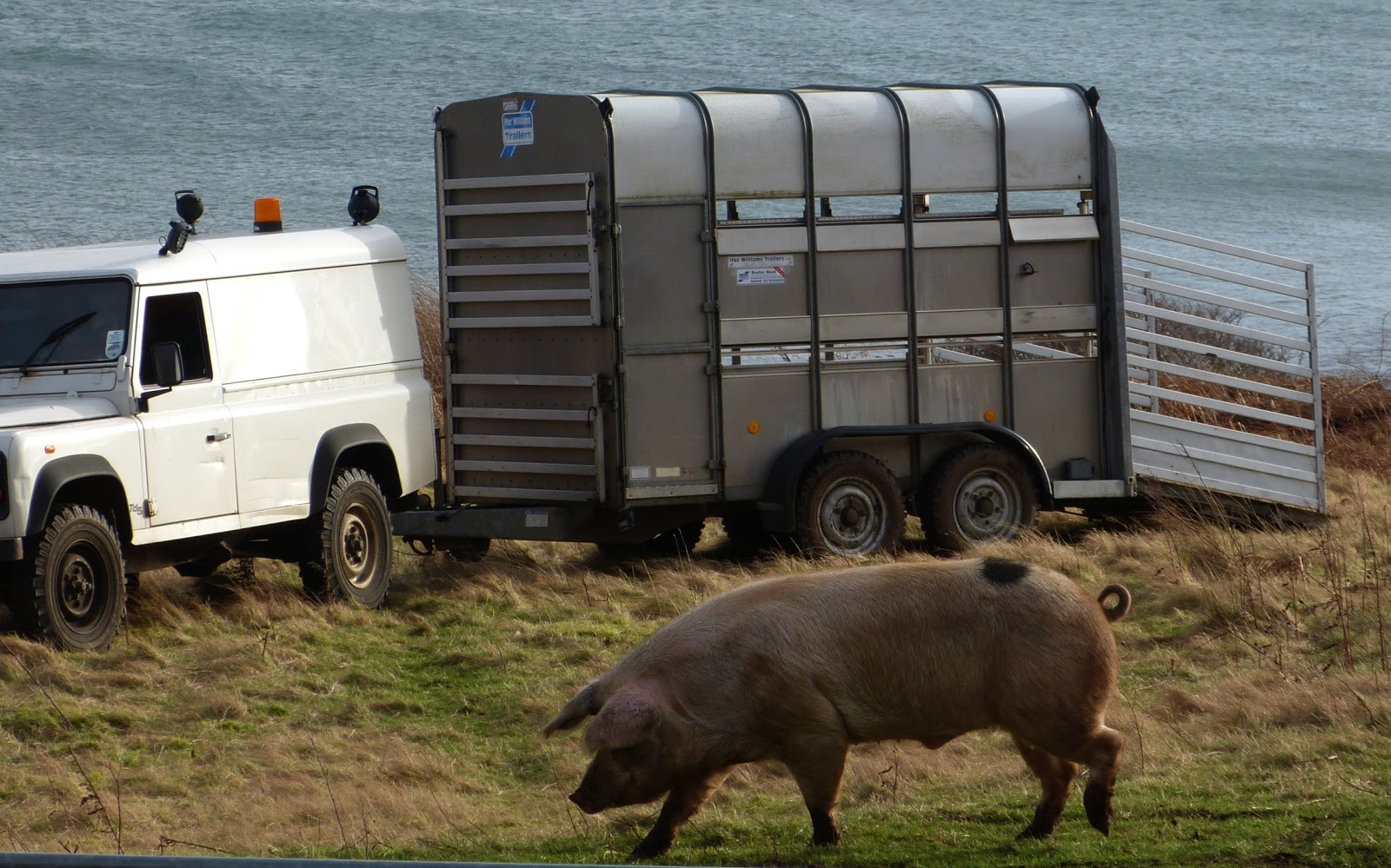 A Kilchoan Diary: Big Pig Moves