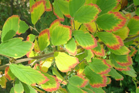 Arnold Promise Hamamelis x intermedia fall foliage by garden muses-not another Toronto gardening blog
