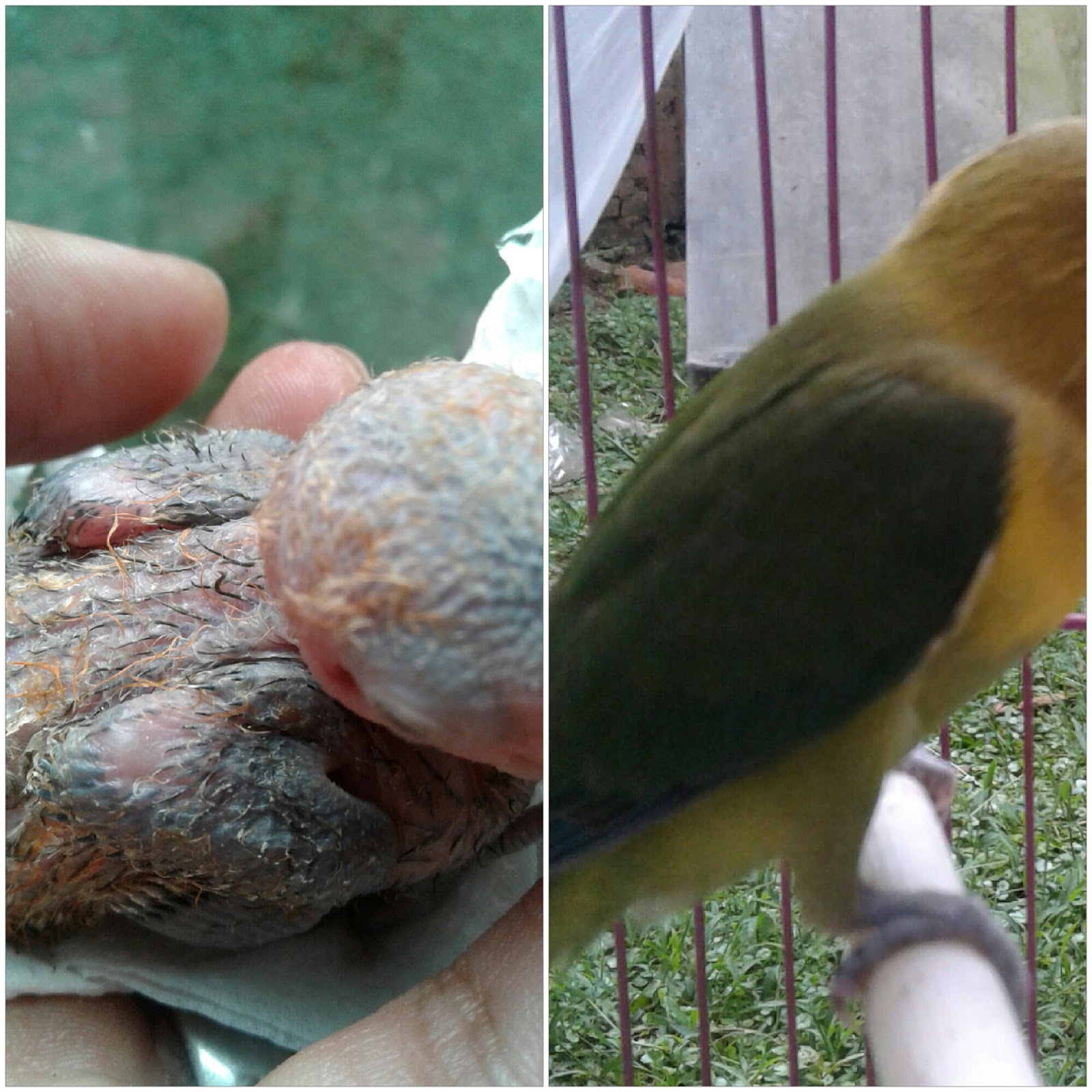 4 Cara Mengetahui Warna Anak Lovebird Umur Kurang 1 Minggu