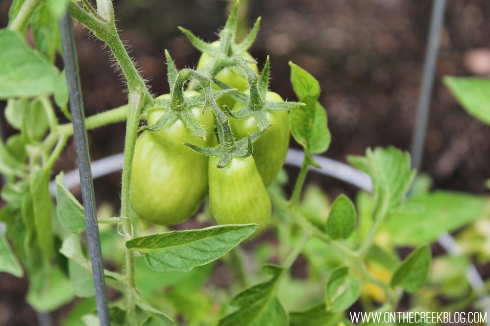 Roma tomato plant with green tomatoes