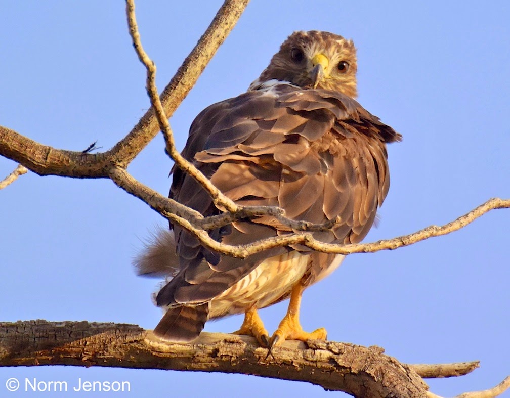 Raptor Identification and Photography