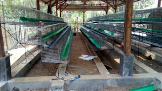 anwar peternak ayam petelur Jual kandang ayam petelur, jual kandang kawat, jakarta, Bekasi, Indramayu, Subang, purwakarta, bandung, tangerang, bogor, cianjur, kediri, malang, purwokerto, kalimantan, sulawesi, bali, sumatra, belitung, bangka, jawa tengah, jawa barat, jawa timur, medan, manado, palu, pare-pare, dumay, probolinggo, , jual kandang ayam petelur, jual kandang batre, Ayam Petelur, peternak ayam, peternak ayam petelur, kandang ayam, kandang ayam petelur, kandang batere, kandang kawat, kandang besi, kandang besi ayam, kandang kawat ayam, kandang kawat ayam petelur, kandang battere, kandang batery, kandang battere, kandang battery,
