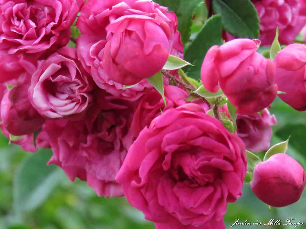 Rosette, une superbe tardive