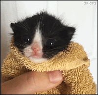 Cute Kitten GIF • Tiny kitty wrapped in her bath towel. She is not happy, she need her Mom