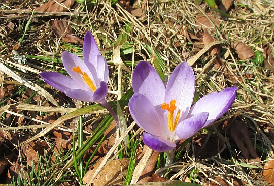 Szafran spiski, krokus (Crocus scepusiensis).