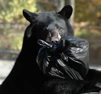 Tips for Morris County Residents to Reduce Encounters with Black Bears