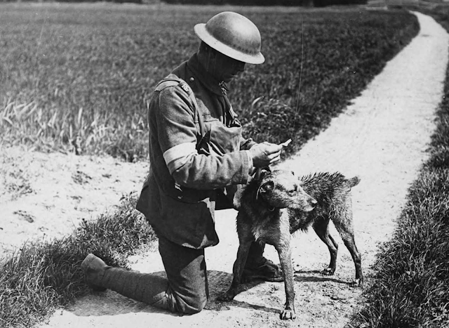 Los animales en la Primera Guerra Mundial