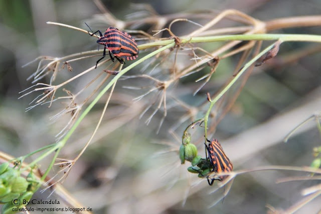 Wanze rot-schwarz Streifenwanze Graphosoma lineatum