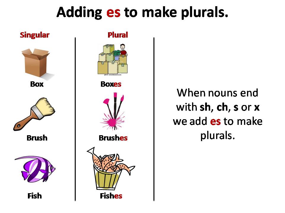 5 Grade: Regular and Irregular Plural Nouns