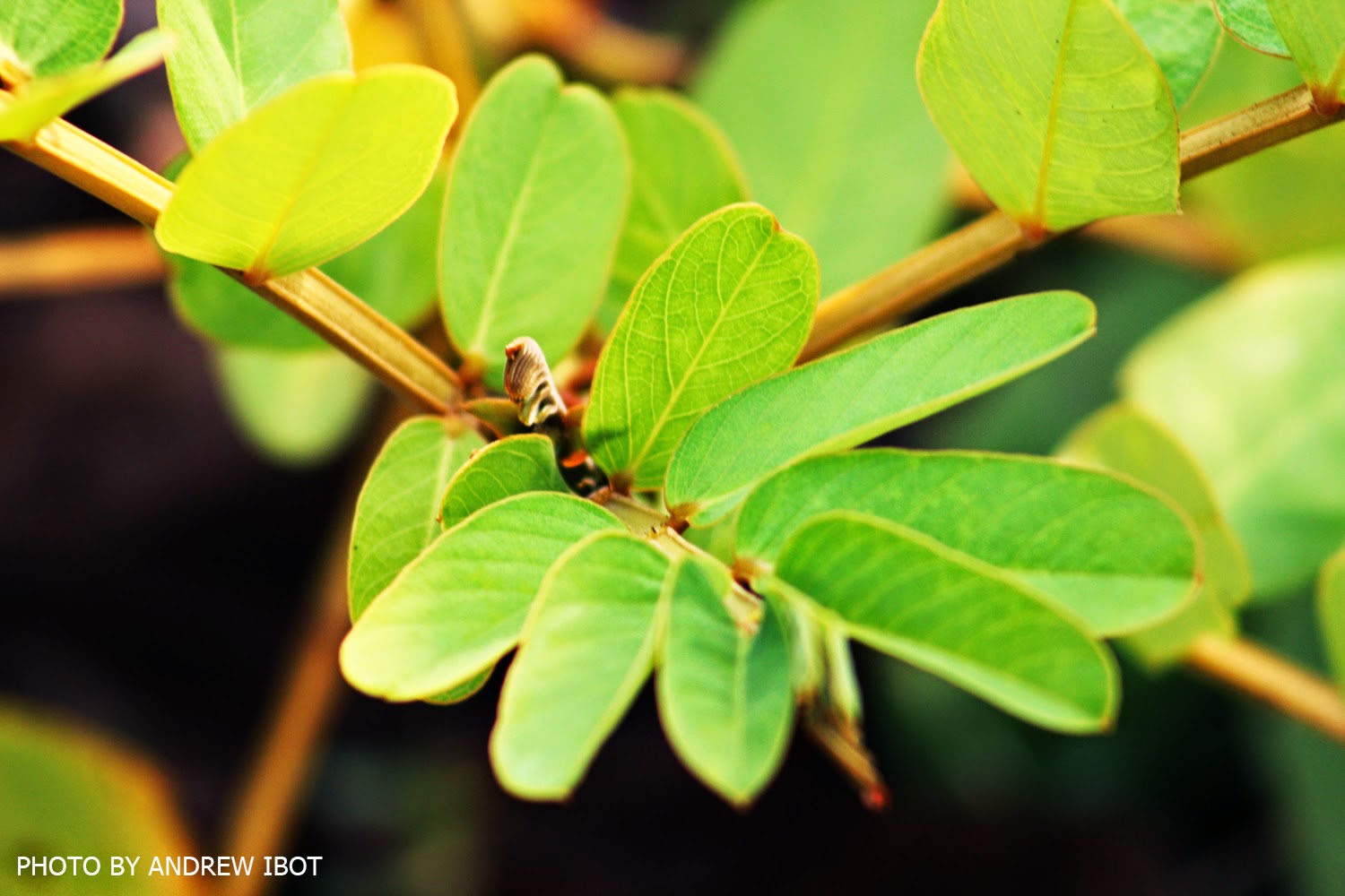 Ako si ANDREW IBOT! Akapulko