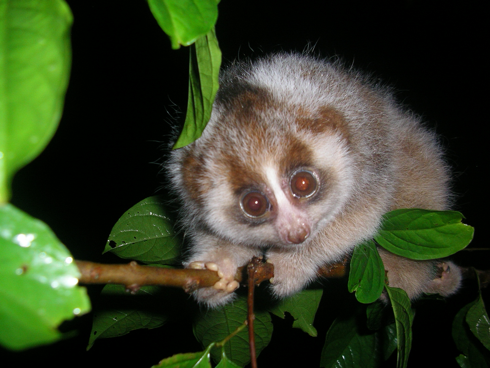 Bengal Slow Loris India's Unseen Primate