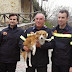 (ΕΛΛΑΔΑ)Φωτογραφίες: Πυροσβέστες έσωσαν σκυλάκι που έπεσε σε ποτάμι στη Βέροια