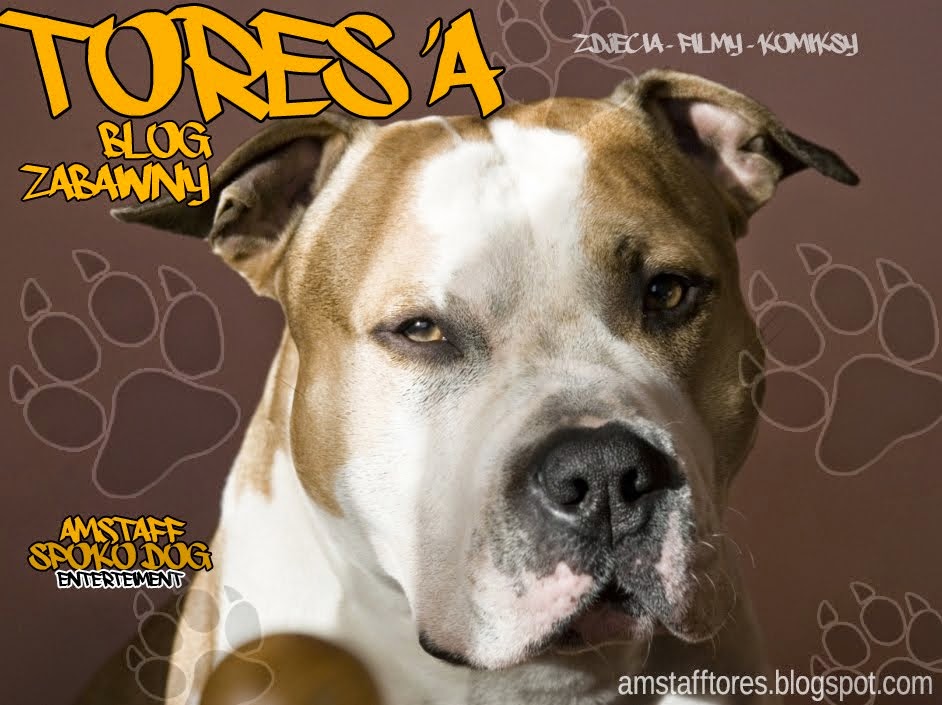 Tores - American Staffordshire Terrier