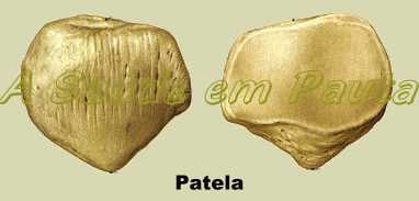 O Osso Patela é um osso da categoria Sesamóide, desenvolvem-se em certos tendões ou certas articulações e não se conectam a nenhum outro osso