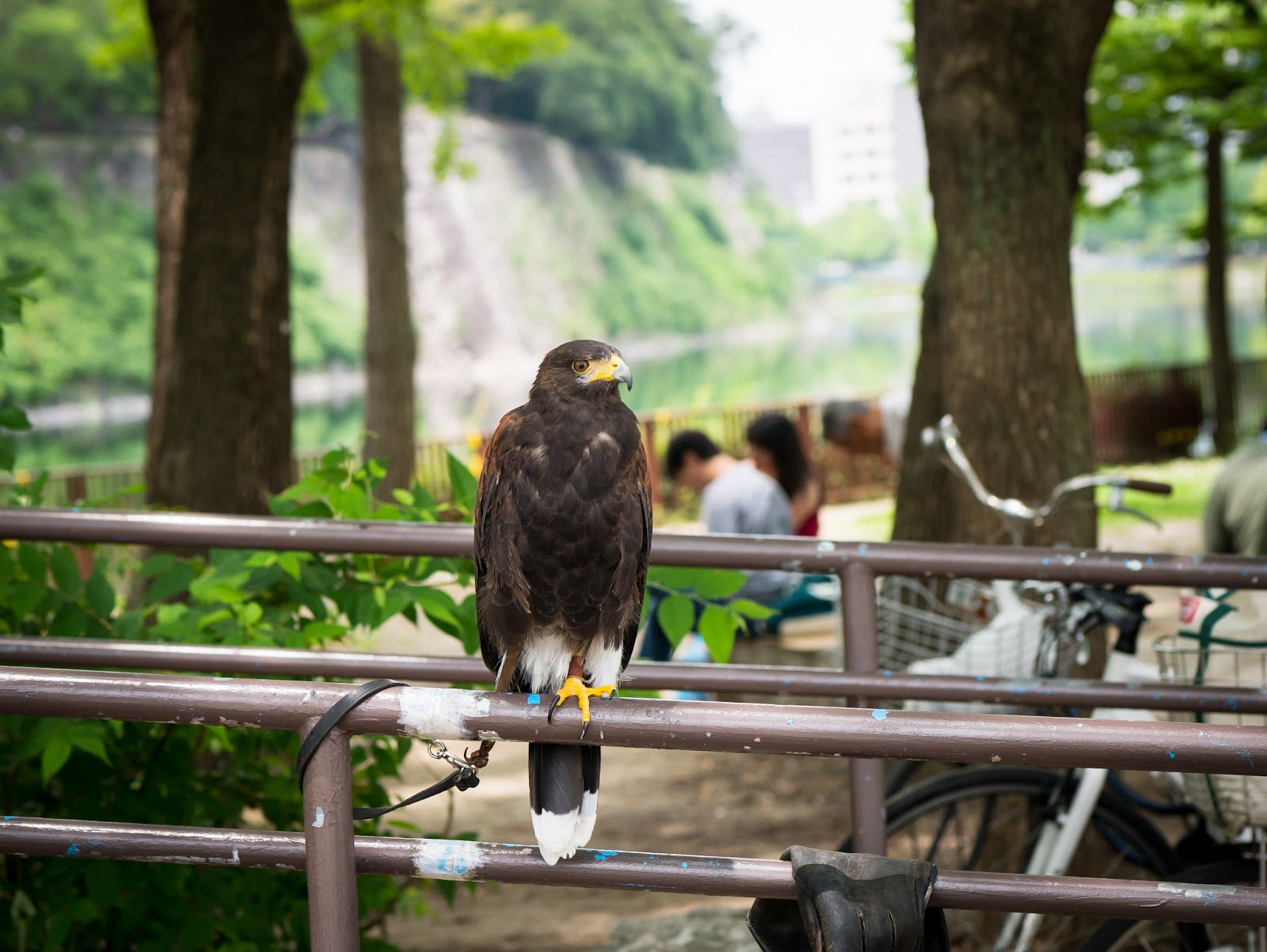 大阪城公園