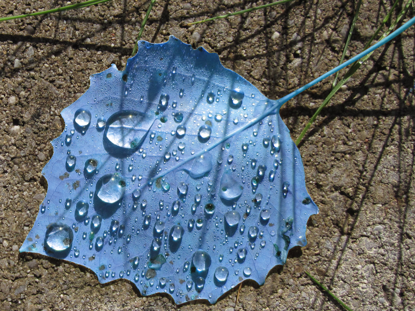Fancy drops капли меняющие цвет глаз. Blue Leaf. Листочек с капелькой воды из бисера. Фото замерзшие капельки воды на листьях деревьев. Капелька воды из бумаги фото.