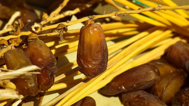 Kurma Kurma