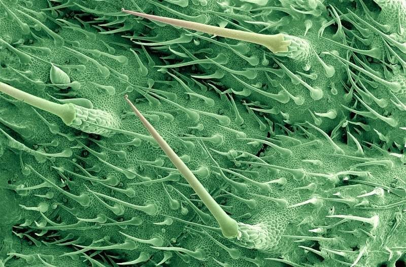 10 Things to do With Nettles When You’re Bored Kuriositas