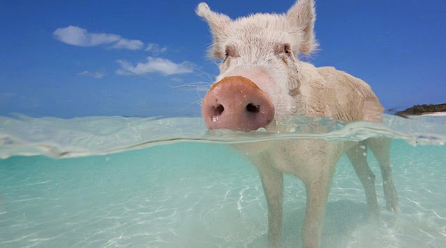 Los cerdos nadadores de la Isla de los Cerdos en las bahamas