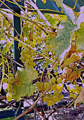 End-of-season grapes left on the vine for the birds