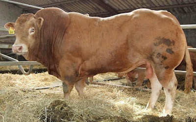 obat agar sapi cepat gemuk dengan viterna pocnasa hormonik
