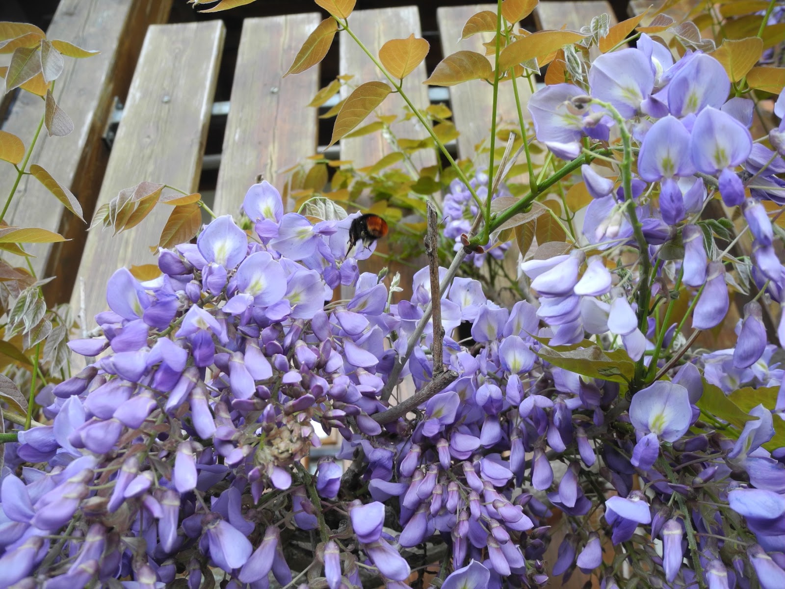 Schmiedegarten: Der Blauregen blüht