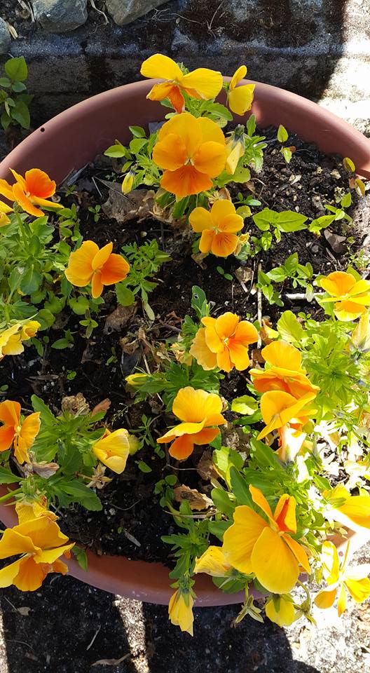 A TearDrop. Tears are only water, and flowers, trees, and fruit cannot