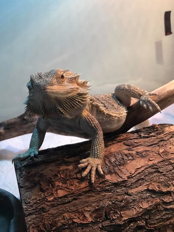 bearded-dragon-greens-4.jpg