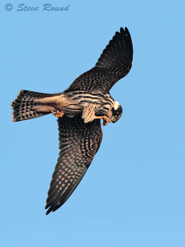 Falcon, bird, nature, wildlife