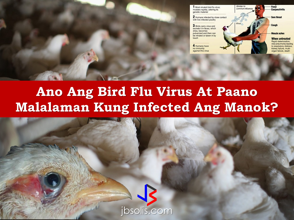 Last Friday, the Department of Agriculture confirmed the outbreak of avian influenza virus (bird flu), the first case for the country, in San Luis, Pampanga which killed close to 40,000 poultry heads and placed the province in a state of calamity.  Test specimens confirmed the presence of highly pathogenic avian influenza (HPAI) subtype H5 has affected San Agustin in San Luis, Pampanga,with 37,000 birds infected and killed covering six farms of poultry, quail and ducks.  The outbreak prompted the poultry consumers from eating chicken especially if it came from unknown sources.  To control the spread of the disease, DA banned shipments of fowls from Luzon to any part of the country. Although DOH said that there are no reports of human being infected by the disease and there are low chances of animal to human transmission of the disease, the Department of Environment and natural resources has issued a warning to refrain from approaching any migratory birds in the light of fears that the virus came from birds. "We discourage the killing or poaching of the birds because this could just worsen the situation. Close contact with the birds will risk transmission," DENR-BMB Director Mundita Lim said. She also said that the actual strain of the disease has to be identified for proper disease management recommendations. some epidemiological assessment has to be made as well as creating an inter-agency committee on zoonosis together with DA and DOH. The Bureau of Animal Industry (BAI) is in the process of sending the samples to the Australian Animal Health Laboratory, a World Organization for Animal Health (OIE) Reference Laboratory for avian influenza for further testing. What is Influenza A virus subtype H5N1? Also known as A(H5N1) or simply H5N1, is a subtype of the influenza A virus which can cause illness in humans and many other animal speciesA bird-adapted strain of H5N1, called HPAI A(H5N1) for highly pathogenic avian influenza virus of type A of subtype H5N1, is the highlycausative agent of H5N1 flu, commonly known as avian influenza ("bird flu"). It is (maintained in the population) in many bird populations, especially in Southeast Asia. One strain of HPAI A(H5N1) is spreading globally after first appearing in Asia. It is epizootic (an epidemic in nonhumans) and panzootic (affecting animals of many species, especially over a wide area), killing tens of millions of birds and spurring the culling of hundreds of millions of others to stem its spread.  Compared to AH1N1, the H5 strain is more fatal if contracted by humans.      If any human is infected, the usual signs according to World Health Association are fatigue, fever, conjunctivitis, sore throat, cough, and muscle aches. If the disease is remained untreated, the victim could experience rapid deterioration, viral pneumonia leading to respiratory distress, kidney failure, multi-organ failure or worst, death. Several H5N1 vaccines have been developed and approved, and stockpiled by a number of countries, including the United States Britain, France, Canada, and Australia, for use in an emergency.  How do you spot a chicken that is infected by bird flu virus?  Note these signs that a chicken is infected by the avian flu virus: •Ruffled feathers •Lethargy •Respiratory distress •Facial swelling •Decreased egg production •Sudden death with no warning signs   Now, how do you make sure that the chicken meat you bought from a local market is not infected with the virus?  Bounty Agro Ventures President Ronald Mascariñas shared some tips on how to spot a bird flu infected chicken if you are buying from a local market. According to Mascariñas, the meat of a healthy, non-infected chicken is really white.The meat of a potentially virus infected chicken has a lot of black marks or spots so you need to avoid chicken meat with these kind of pigmentation or discoloration.   To prevent yourself  and your loved ones, though the spread of the disease in humans are rare but possible,  you should be aware on how the disease could spread.   The DOH and the Department of Agriculture assured the public that they are doing all possible measures to contain the outbreak. The DENR will also issue a memorandum to all its regional directors to intensify surveillance at airports and seaports pertaining to the smuggling of wild birds. Read More:     China's plans to hire Filipino household workers to their five major cities including Beijing and Shanghai, was reported at a local newspaper Philippine Star. it could be a big break for the household workers who are trying their luck in finding greener pastures by working overseas  China is offering up to P100,000  a month, or about HK$15,000. The existing minimum allowable wage for a foreign domestic helper in Hong Kong is  around HK$4,310 per month.  Dominador Say, undersecretary of the Department of Labor and Employment (DOLE), said that talks are underway with Chinese embassy officials on this possibility. China’s five major cities, including Beijing, Shanghai and Xiamen will soon be the haven for Filipino domestic workers who are seeking higher income.  DOLE is expected to have further negotiations on the launch date with a delegation from China in September.   according to Usec Say, Chinese employers favor Filipino domestic workers for their English proficiency, which allows them to teach their employers’ children.    Chinese embassy officials also mentioned that improving ties with the leadership of President Rodrigo Duterte has paved the way for the new policy to materialize.  There is presently a strict work visa system for foreign workers who want to enter mainland China. But according Usec. Say, China is serious about the proposal.   Philippine Labor Secretary Silvestre Bello said an estimated 200,000 Filipino domestic helpers are  presently working illegally in China. With a great demand for skilled domestic workers, Filipino OFWs would have an option to apply using legal processes on their desired higher salary for their sector. Source: ejinsight.com, PhilStar Read More:  The effectivity of the Nationwide Smoking Ban or  E.O. 26 (Providing for the Establishment of Smoke-free Environment in Public and Enclosed Places) started today, July 23, but only a few seems to be aware of it.  President Rodrigo Duterte signed the Executive Order 26 with the citizens health in mind. Presidential Spokesperson Ernesto Abella said the executive order is a milestone where the government prioritize public health protection.    The smoking ban includes smoking in places such as  schools, universities and colleges, playgrounds, restaurants and food preparation areas, basketball courts, stairwells, health centers, clinics, public and private hospitals, hotels, malls, elevators, taxis, buses, public utility jeepneys, ships, tricycles, trains, airplanes, and  gas stations which are prone to combustion. The Department of Health  urges all the establishments to post "no smoking" signs in compliance with the new executive order. They also appeal to the public to report any violation against the nationwide ban on smoking in public places.   Read More:          ©2017 THOUGHTSKOTO www.jbsolis.com SEARCH JBSOLIS, TYPE KEYWORDS and TITLE OF ARTICLE at the box below Smoking is only allowed in designated smoking areas to be provided by the owner of the establishment. Smoking in private vehicles parked in public areas is also prohibited. What Do You Need To know About The Nationwide Smoking Ban Violators will be fined P500 to P10,000, depending on their number of offenses, while owners of establishments caught violating the EO will face a fine of P5,000 or imprisonment of not more than 30 days. The Department of Health  urges all the establishments to post "no smoking" signs in compliance with the new executive order. They also appeal to the public to report any violation against the nationwide ban on smoking in public places.          ©2017 THOUGHTSKOTO  Dominador Say, undersecretary of the Department of Labor and Employment (DOLE), said that talks are underway with Chinese embassy officials on this possibility. China’s five major cities, including Beijing, Shanghai and Xiamen will soon be the destination for Filipino domestic workers who are seeking higher income.