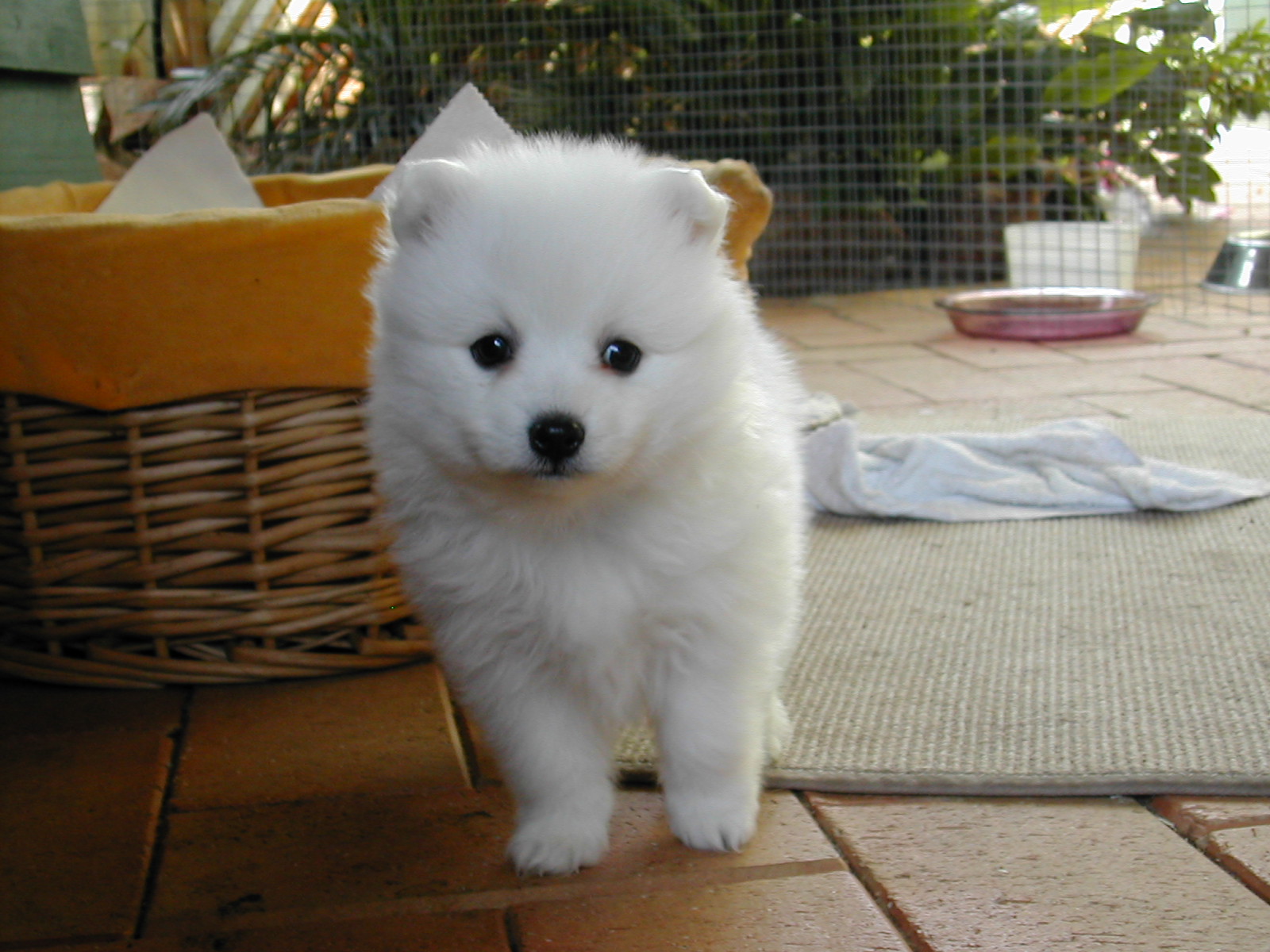 smile-wanted-japanese-spitz