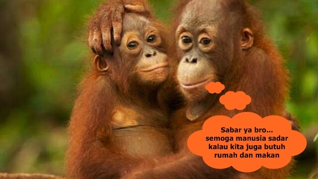 Orangutan Kalimantan Orangutan Kalimantan