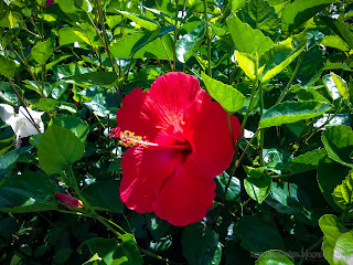 Red Hibiscus Rosa-sinensis Flower Bloom Among The Leaves At Tangguwisia Village, North Bali, Indonesia