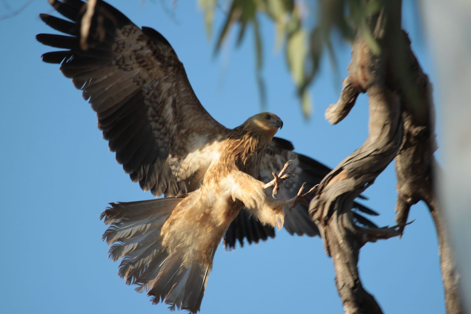 Richard Waring's Birds of Australia Birds of Prey photos Wedge