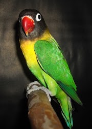 Concept Gambar Logo Lovebird Ngekek Gambar Lucu Paling Seru