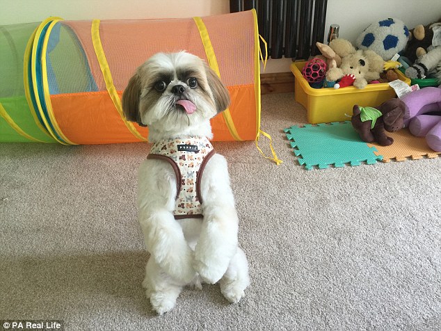 Cachorro Branco