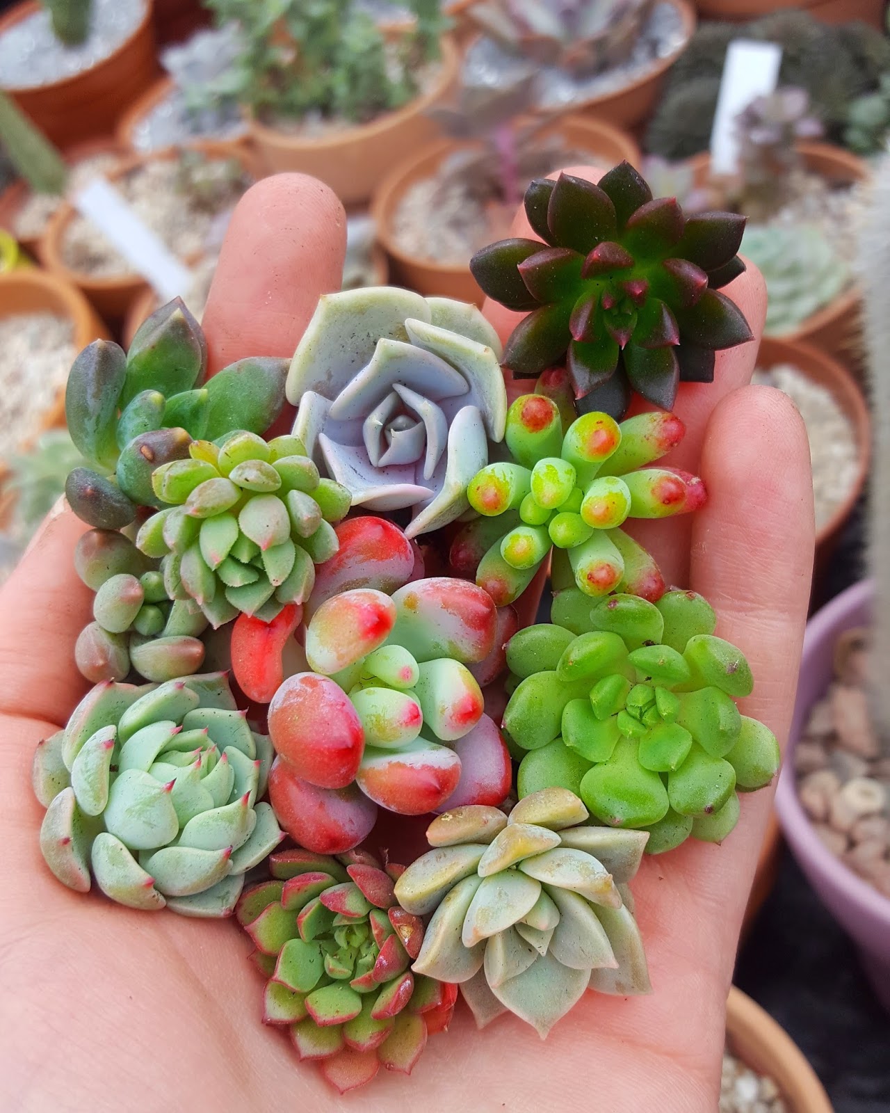 Propagating Succulents From Cuttings Propagating Succulents From Cuttings