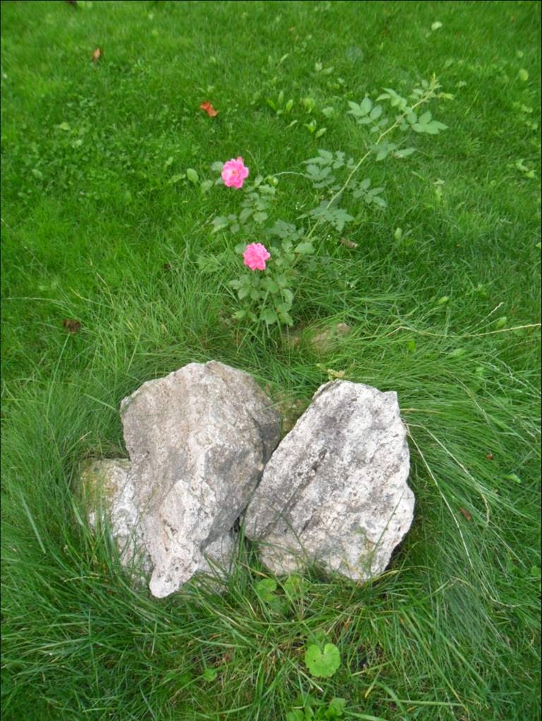 Natalia LevisFox and Fast Solutions Do Dogs Eat Flowers?