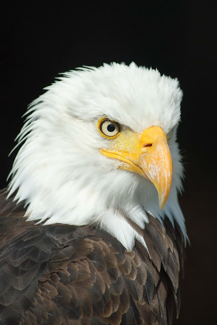 Animal pictures Animal pictures