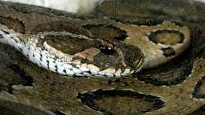 Russell's viper, Daboia russelii, indian snake, venomous snake, snake head, snake close up, snake eye, old world snake