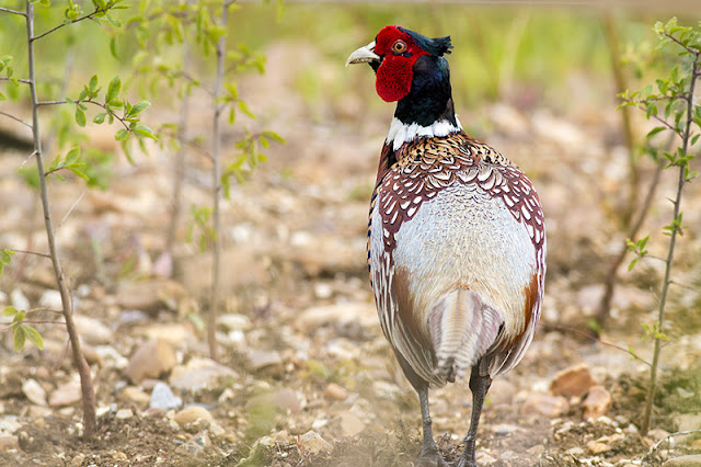 Male Pheasant Male Pheasant