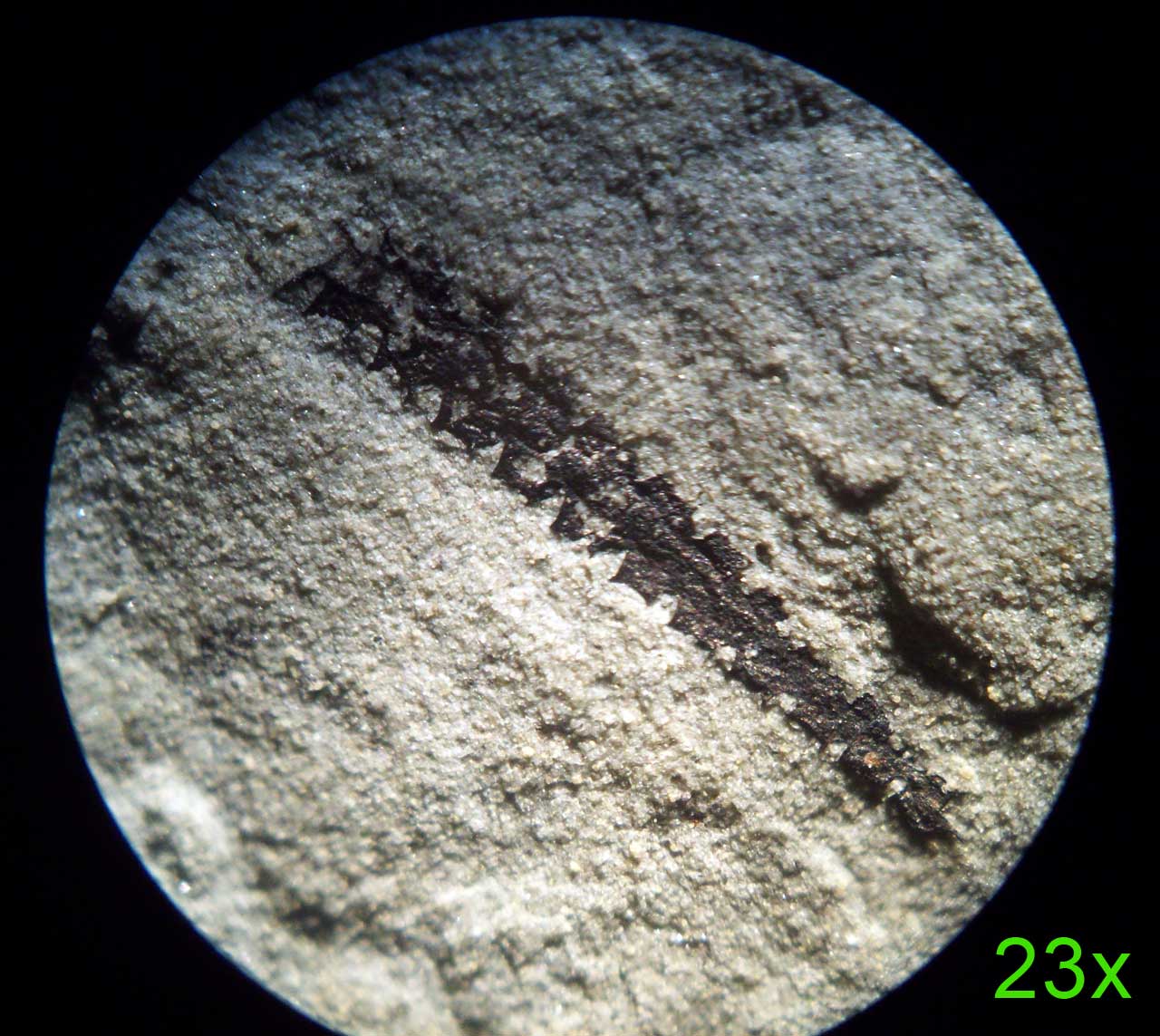 Louisville Fossils and Beyond Ordovician Graptolites