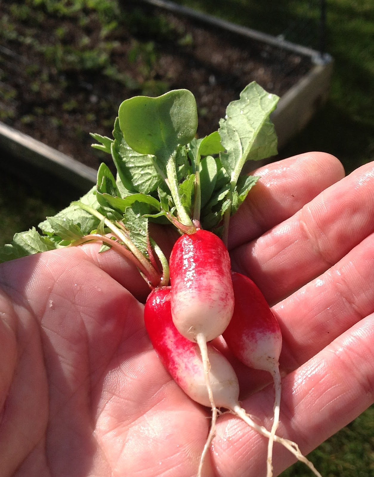 Greg's World on a Plate First of the Season Radishes